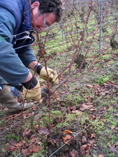 prétaille-chablis