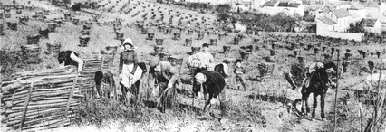 Taille-Vigne-en-foule-1900