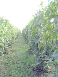 Parcelle Les Rachais-Hurtebise-Chardonnay Massif de St Thierry