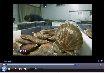 Coquilles Saint-Jacques - 2009