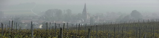 Champagne - Vineyards - Chardonnay Parcelle Les Rachais - Printemps - Spring - fin Avril 2009