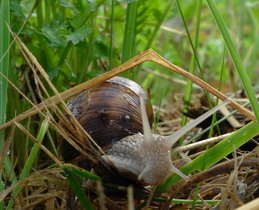 Escargot de Champagne - Juillet 2009