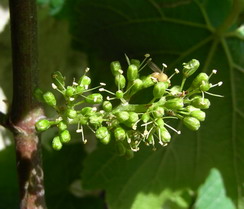 Premières fleurs - vigne chardonnay - champagne