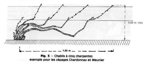 Taille-chablis