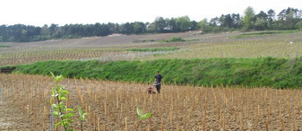 plantation-talus-garennes-saint-thierry