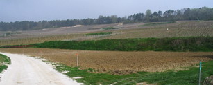 plantation-champagne-2006