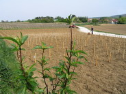 pêcher-des-vignes-champagne