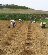 vineyard-planting-champagne