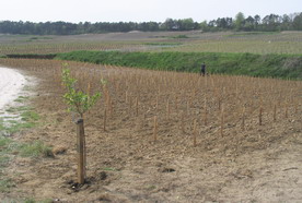 pêcher-des-vignes-champagne