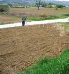 plantation-champagne-planting