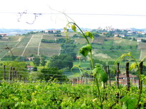 Bera-Vittorio-Moscato-Asti