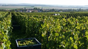 2015 Vendanges Hurtebise panorama