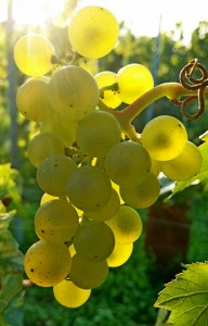 2015 Vendanges Rachais grappe petite