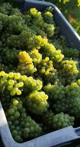 2015 vendanges rachais blanc